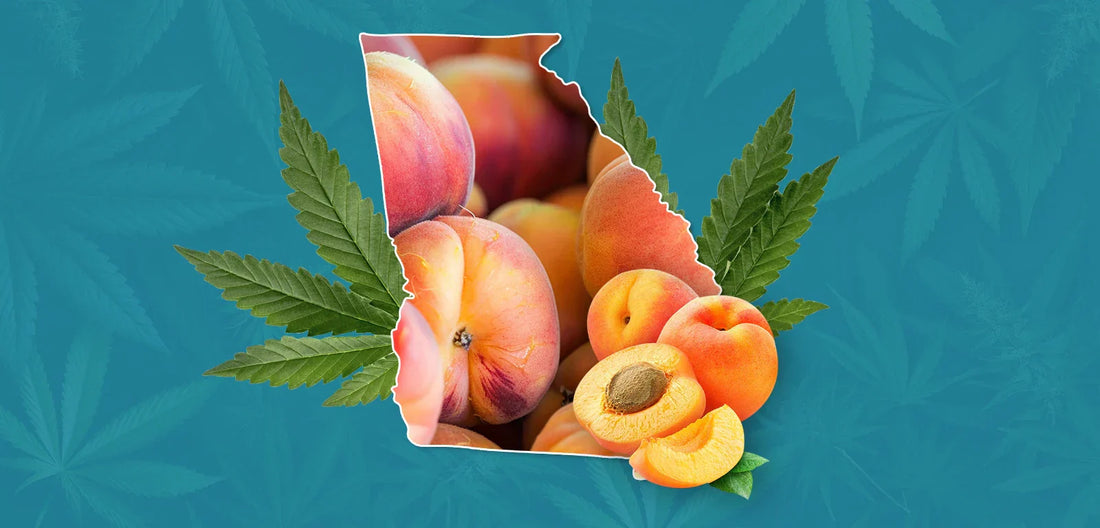 Is THCa Legal in Georgia? New Laws & Legal Alternatives