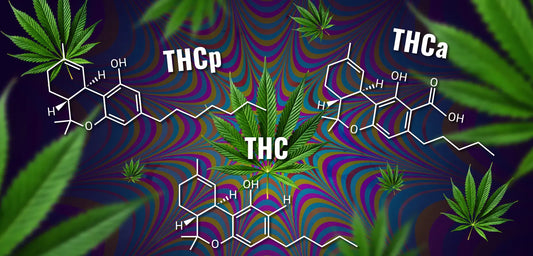 THCp vs. THCa: Exploring Potency & Key Differences