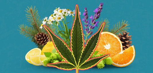 The Ultimate Cannabis Terpene Chart: Flavor, Feel & Function Explained